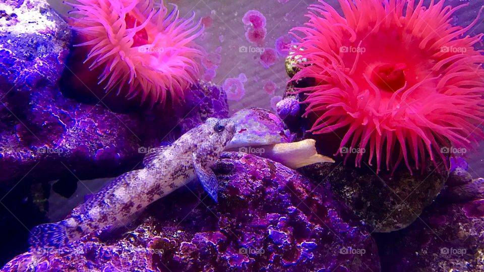 Beautiful anemones accompanied by a curious goby 