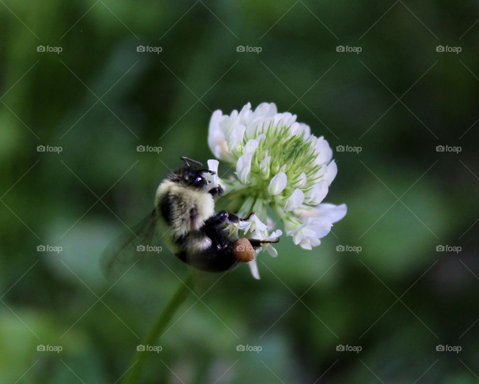 Clovers and Bees