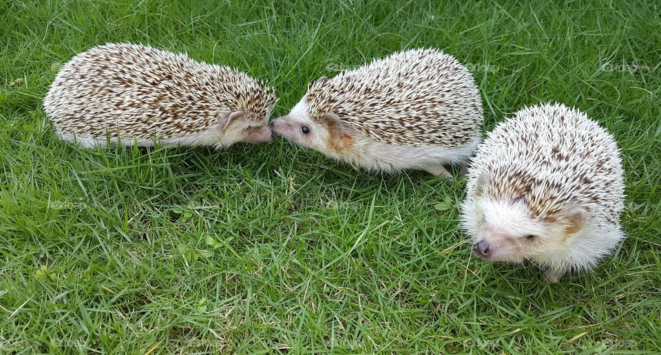 Closeup of hedgehog on green grass