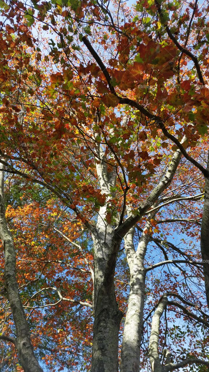 Leaf, Fall, Tree, Season, Nature