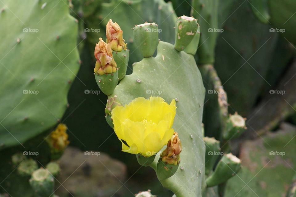 green yellow flower cactus by mmcook