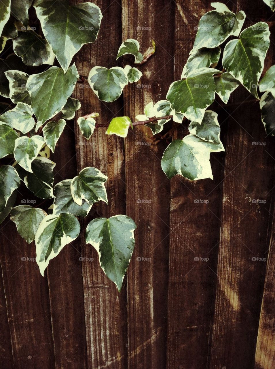 Ivy leaves on wood