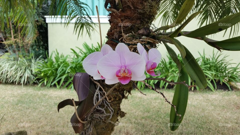 orquídea