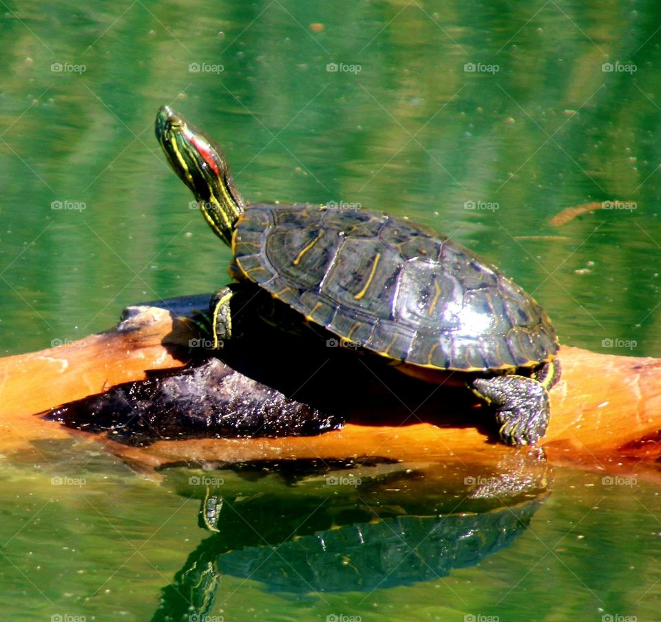 Turtle on Log in Lake