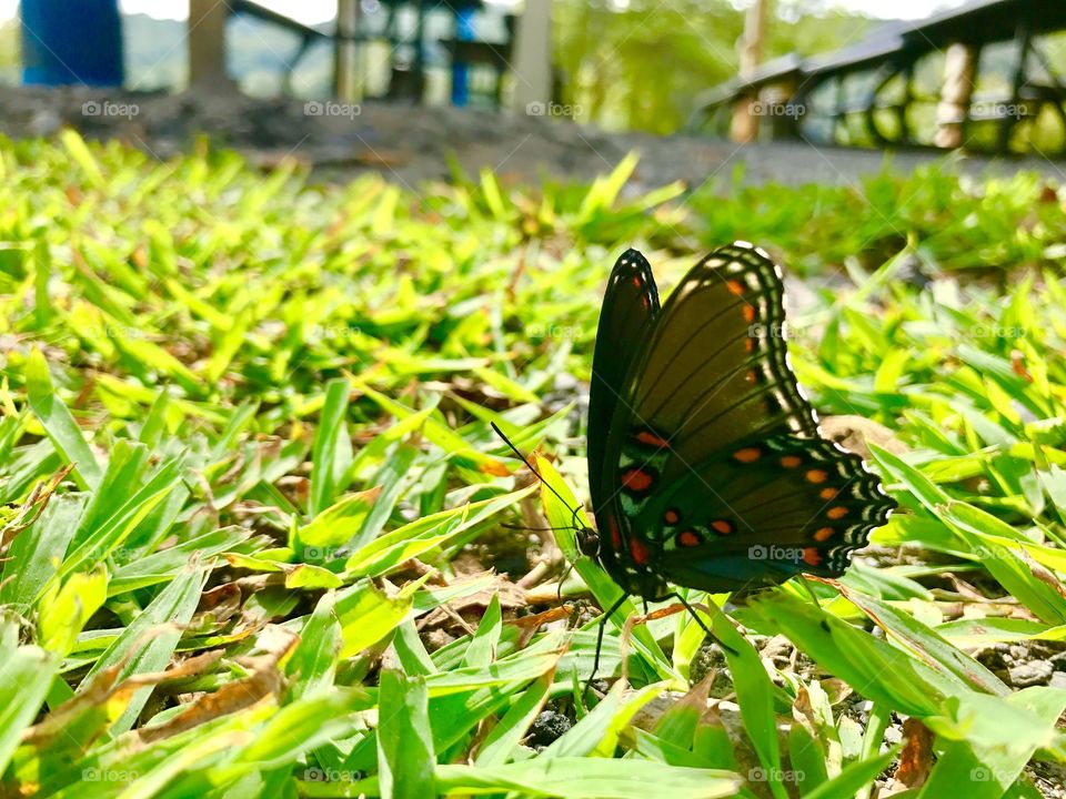 Butterfly, Nature, Summer, Insect, Garden