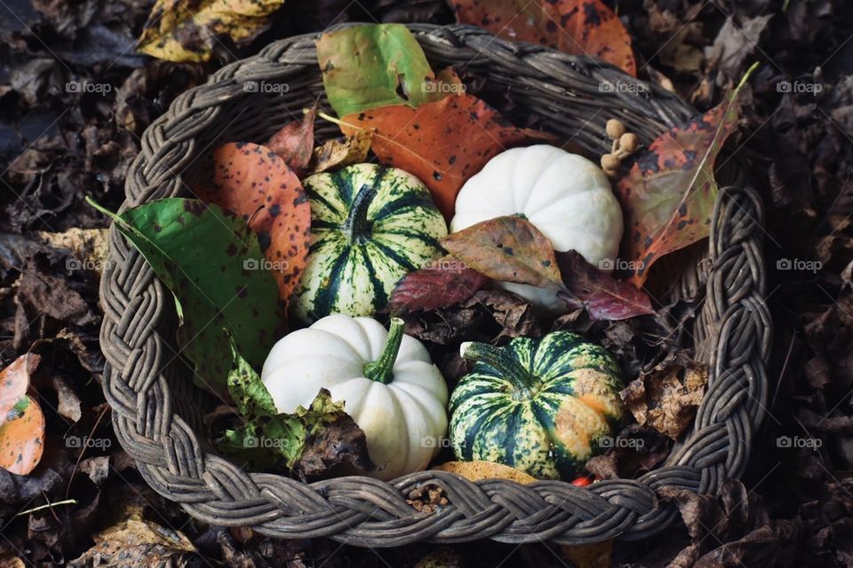 Freshly picked baby pumpkins from a nearby pumpkin patch in a basket on the porch. The falling leaves from nearby trees really give this photo a beautiful look. 