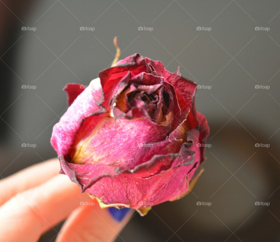 Flower, Rose, Nature, Love, Summer