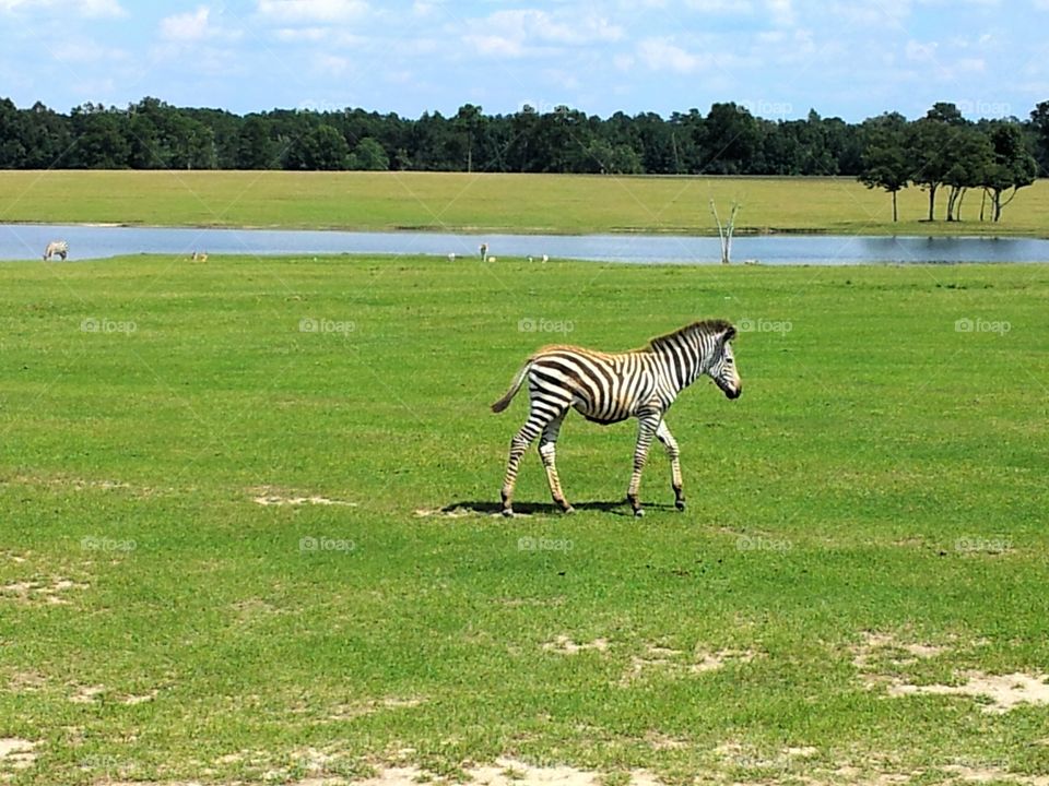 Baby zebra walking in a green pasture