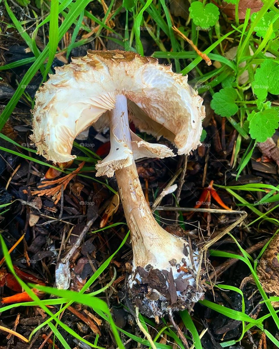 Forest Fungus 