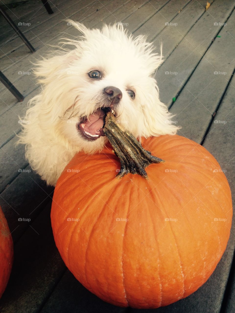 Cute puppy chomping on a bright orange pumpkin