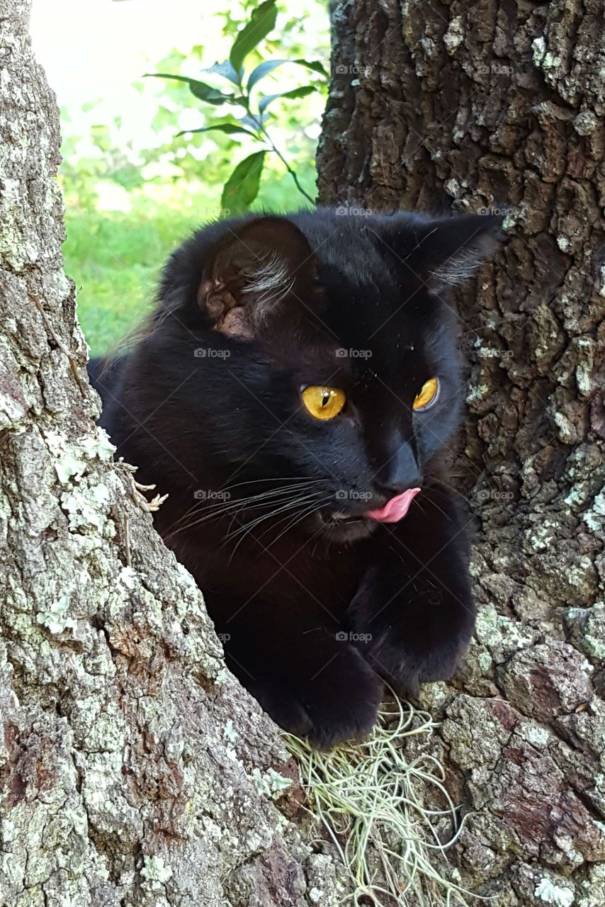 "Bob" resting in the tree