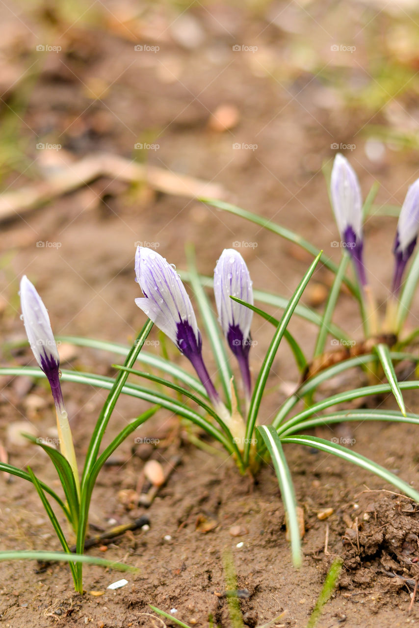 Crocus flower buds