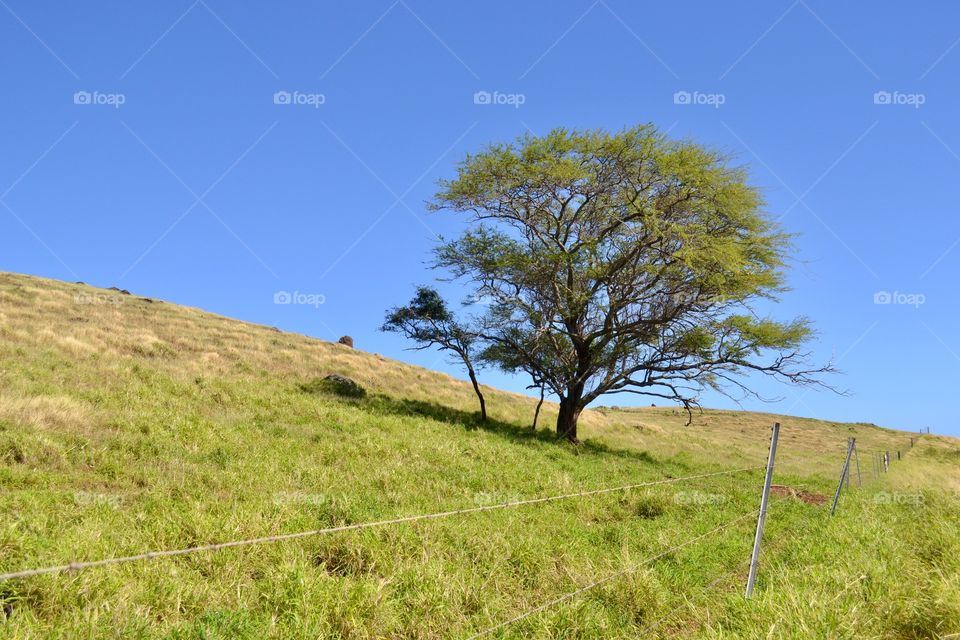 Lone Tree On Hillside