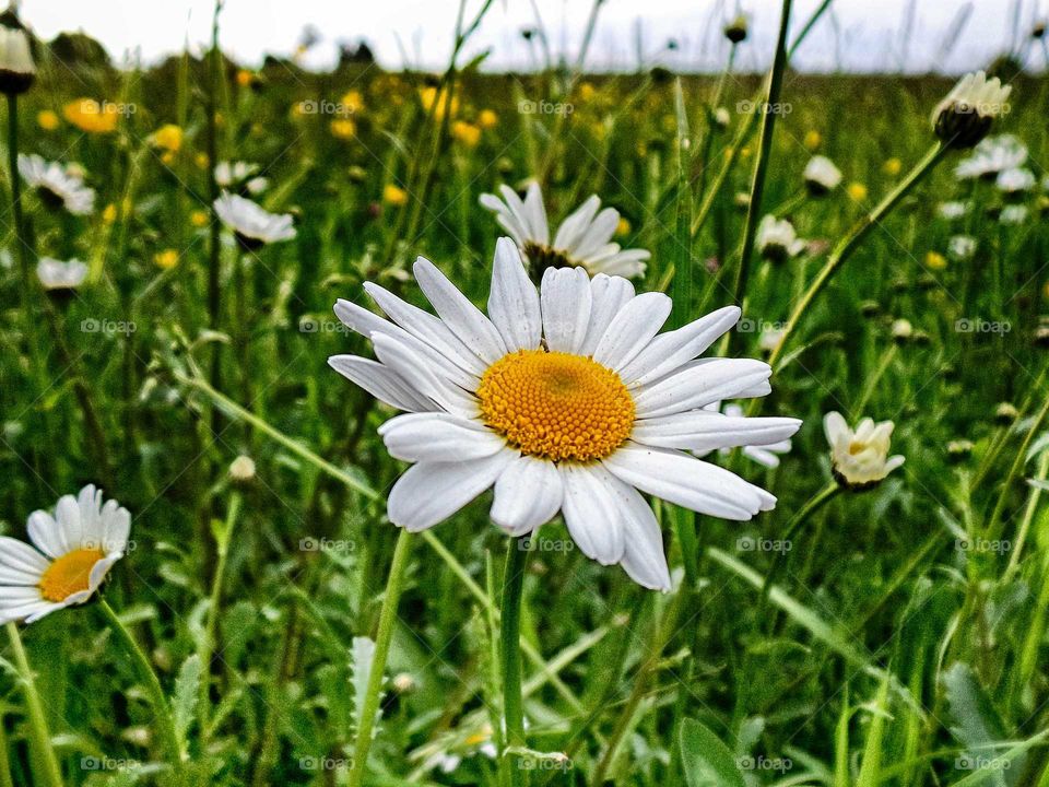Close-up of chamomile growing on meadow
