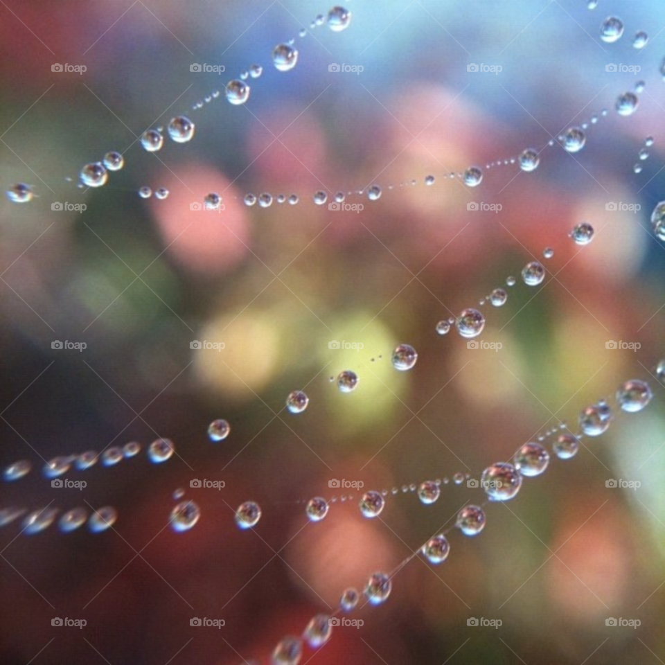 abstract dew web drops by gnicholson3
