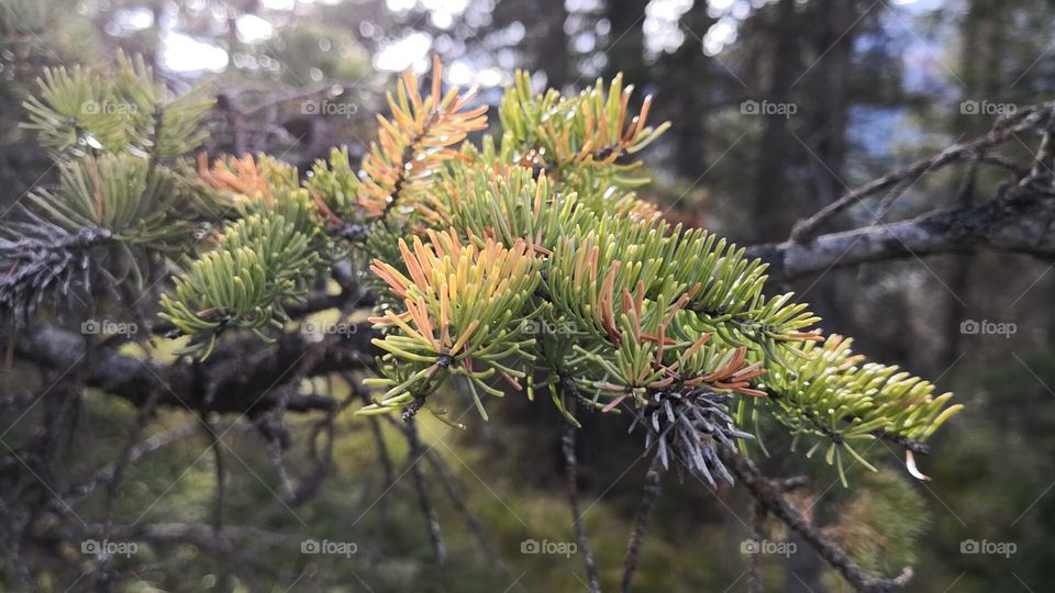 Banff Autumn Fall Pine