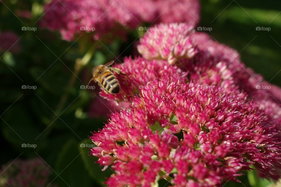 Bee on pink flower