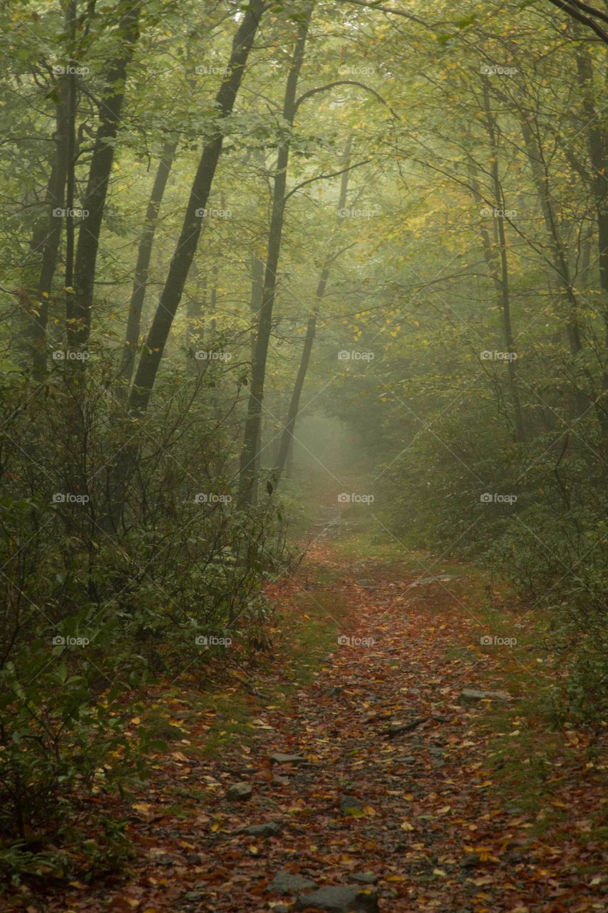 View of a footpath in forest