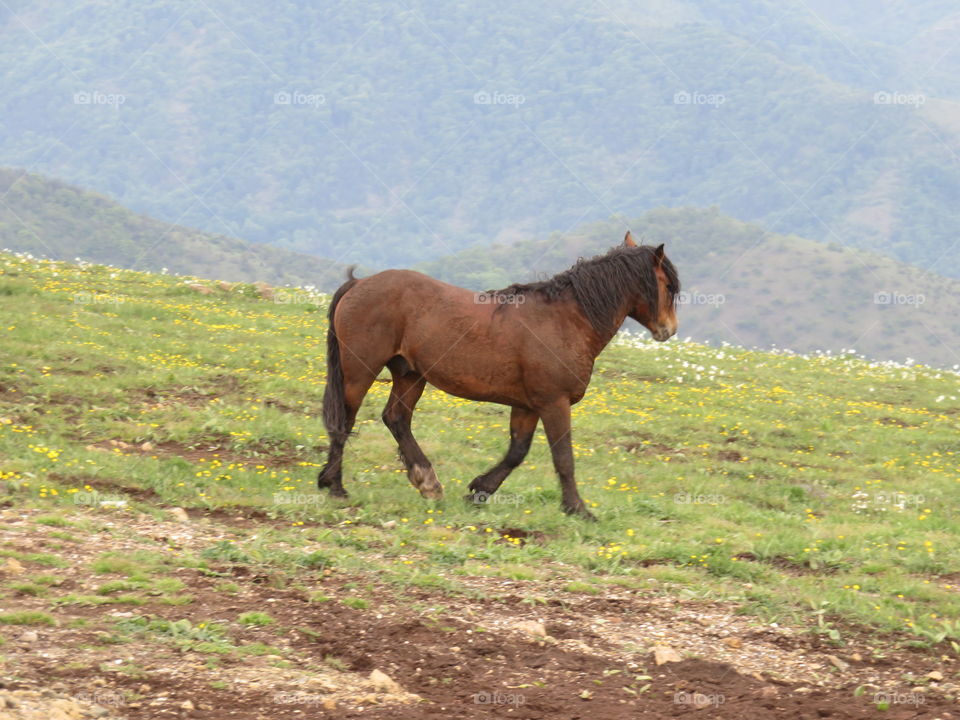 Mauntain freedom for wild horse enjoy life