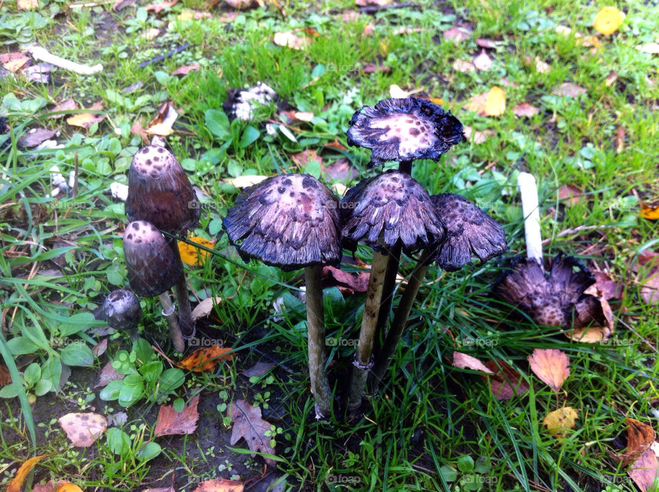 sweden mushrooms löderup höst. by goransv