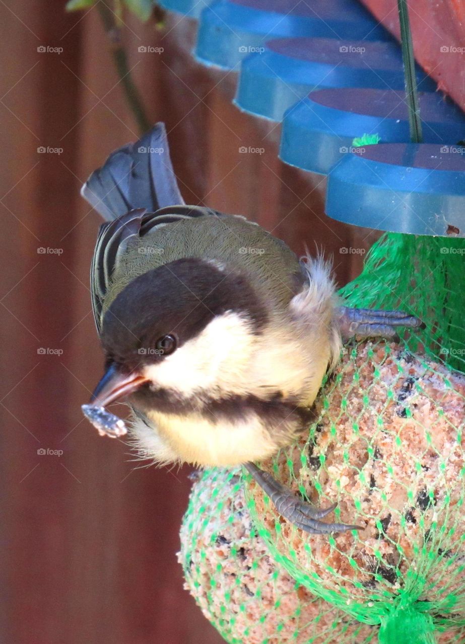 chickadee