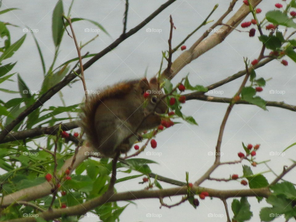 Squirrel eating berries.