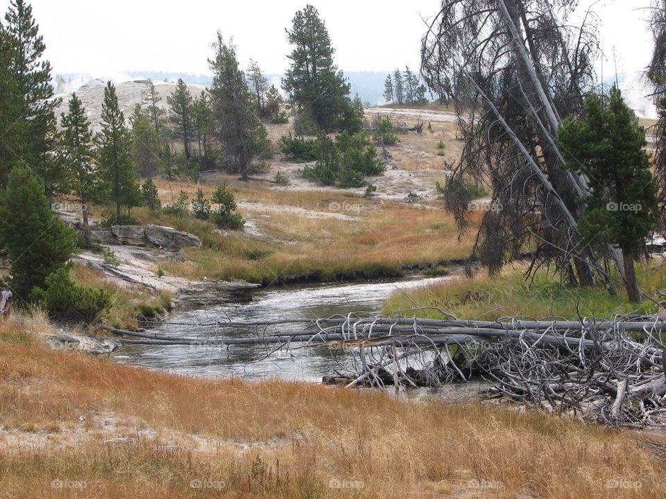 Yellowstone 