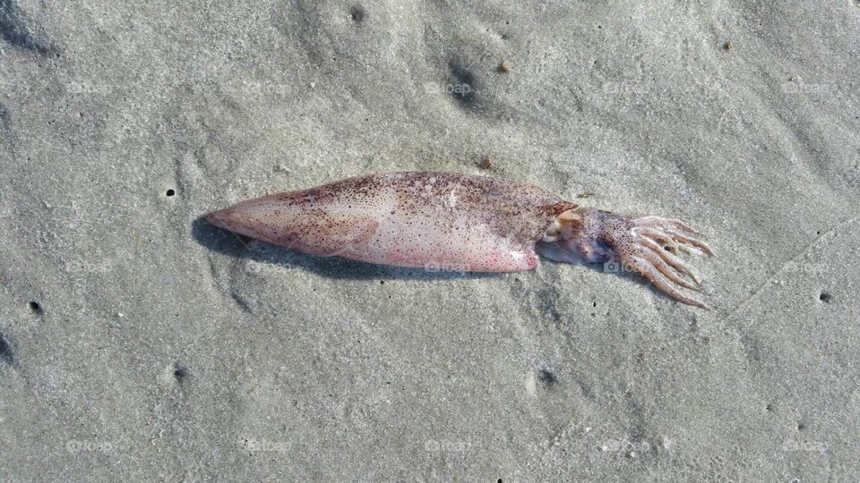 squid.
