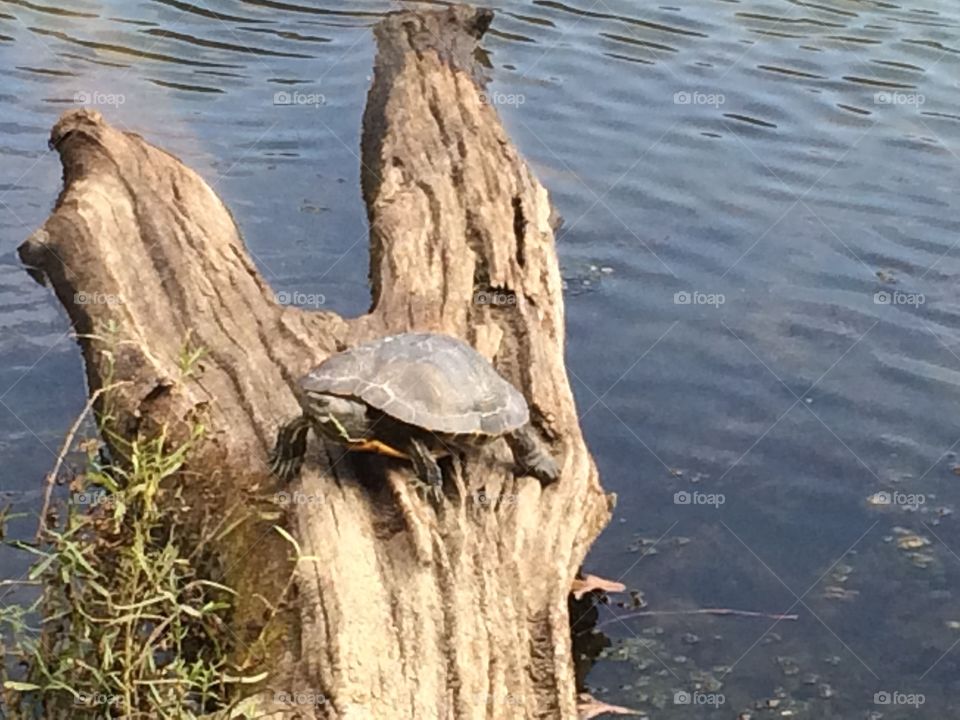 Lakeside Turtle on Log