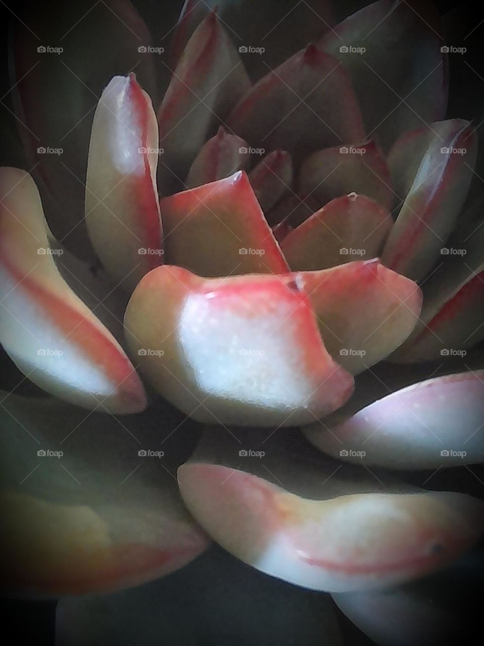 echeveria