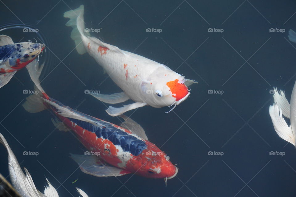 Koi carps swimming in water