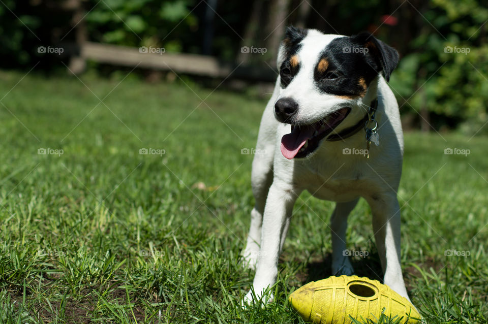 Happy dog smiling with football playing outdoors cute black and white playful Jack Russell Terrier breed with floppy ears 