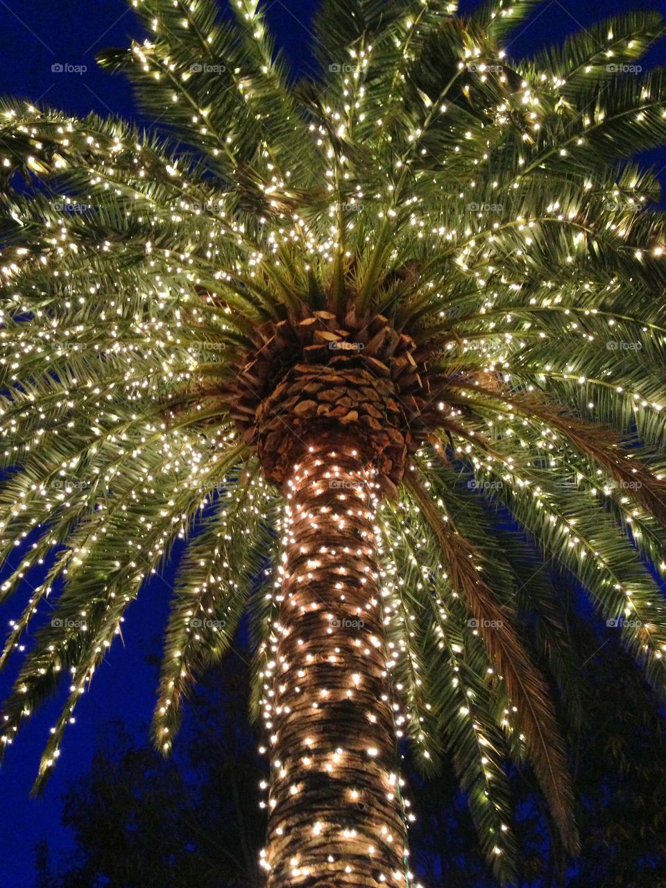 A must see if in Charleston South Carolina during the holiday season. Marion Square decorated for Christmas.