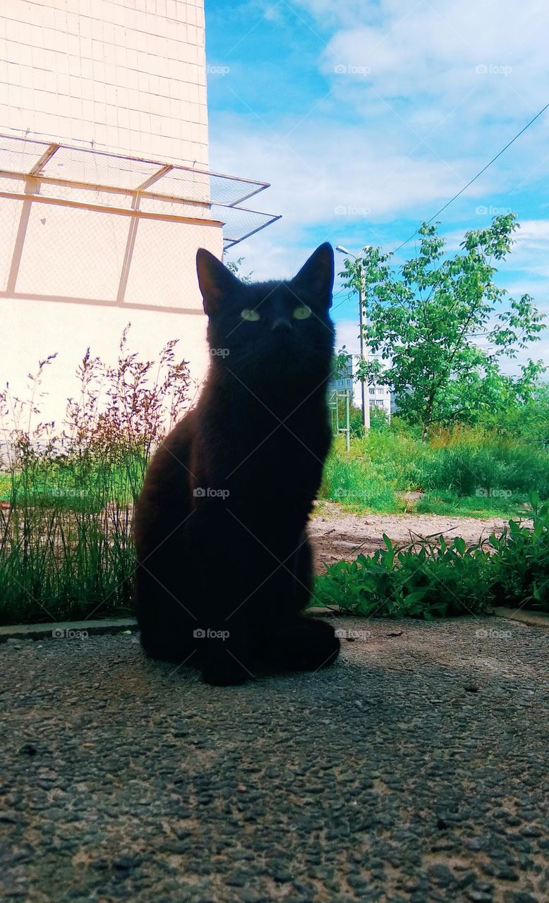 be authentic cat astrophy