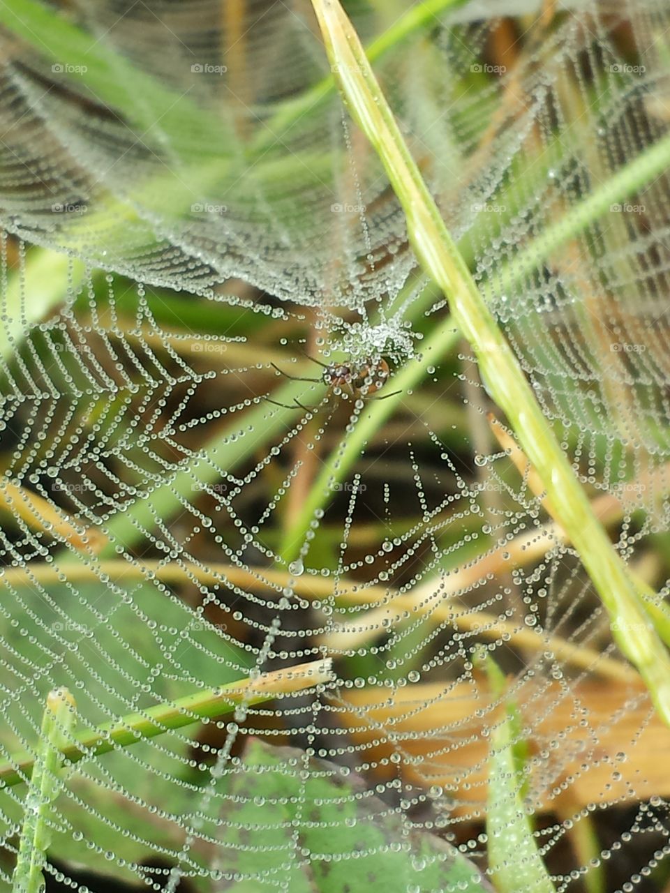 grass spider & dew drop web