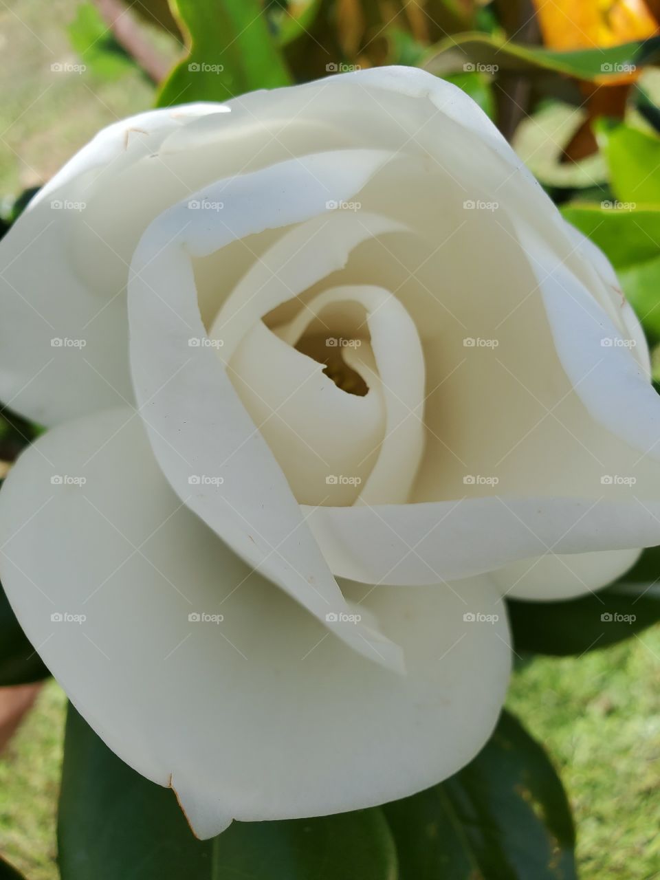 exotic fragant magnolia