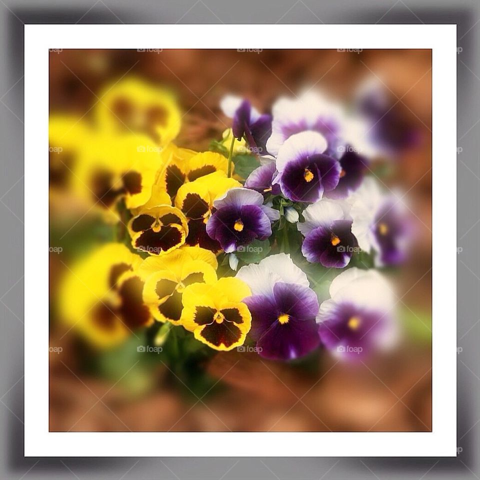 Pansies Announce Spring