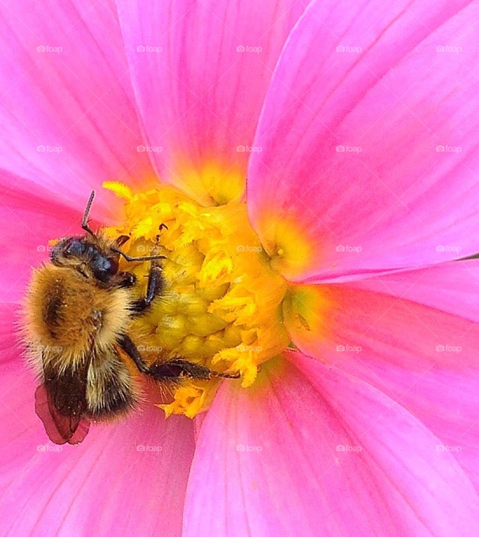 bee