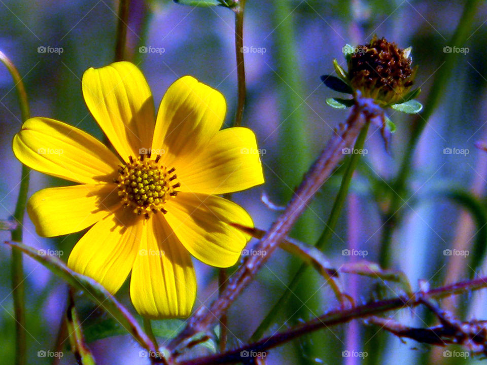 Bright eyes. Yellow wild flowers