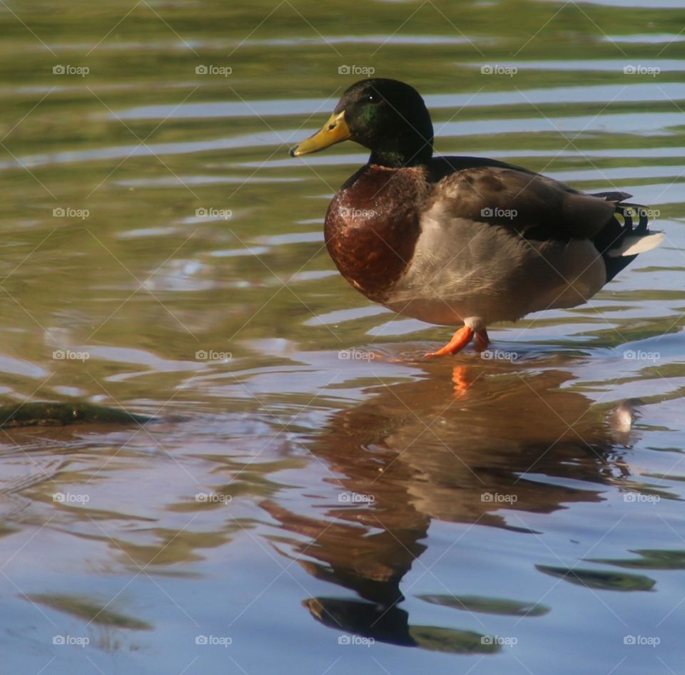 Reflections of a Mallard Duck