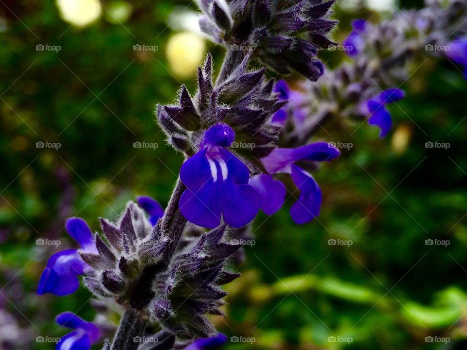 Purple flowers