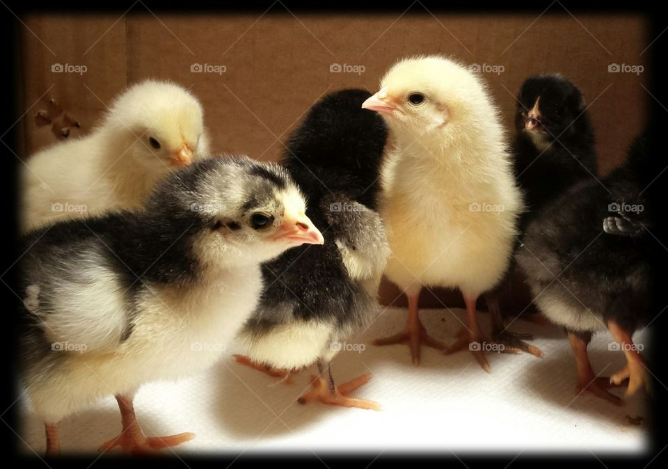 baby chicks