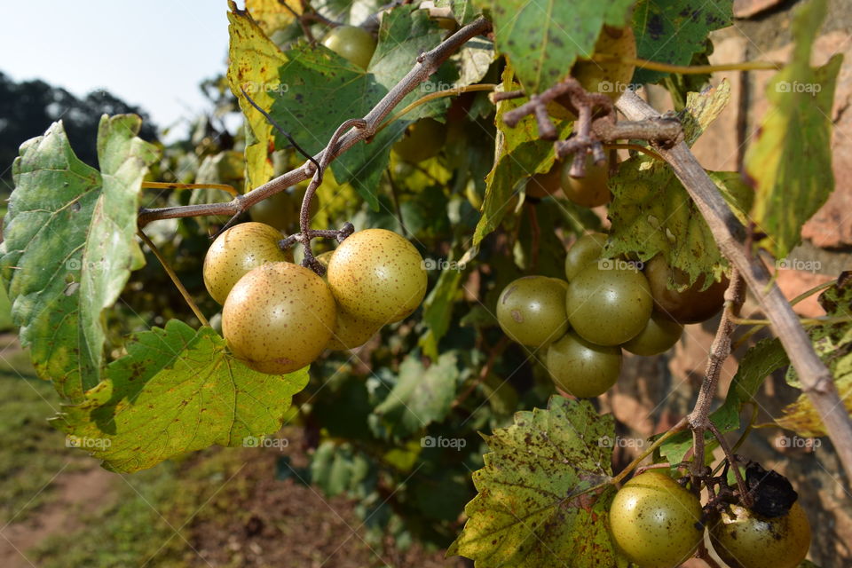 Close-up of grapes on tree