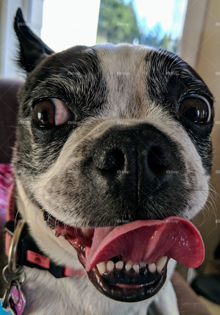 Close up of a happy dog.