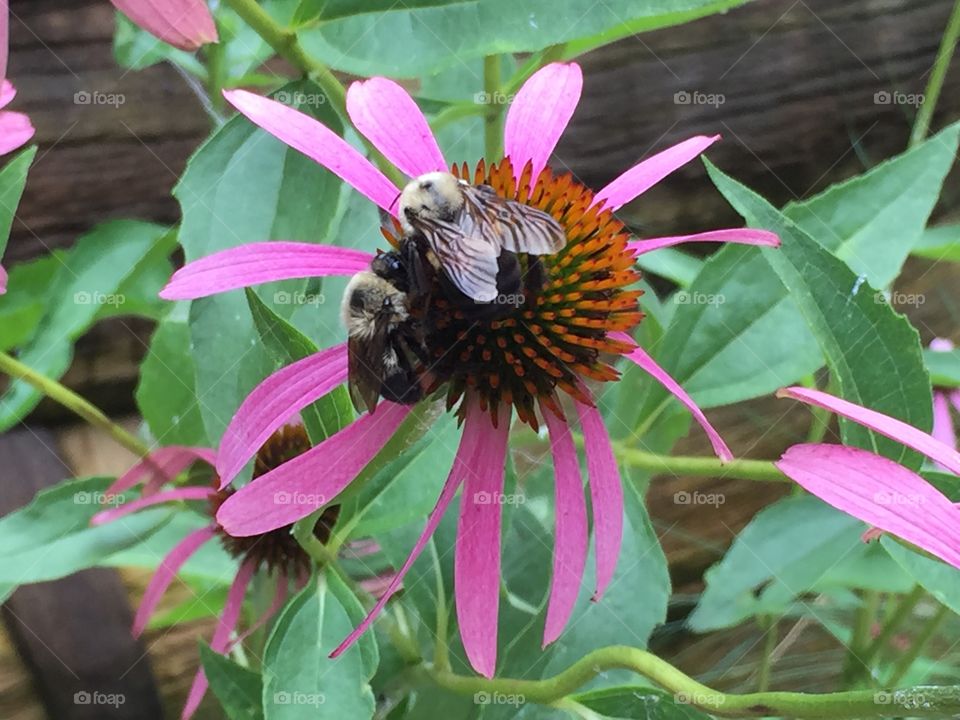 Two bees pollinating on flower