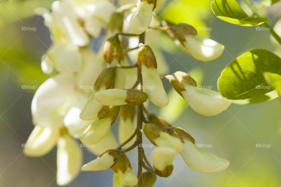 white acacia blossom and leaves.  blooming of spring concept!