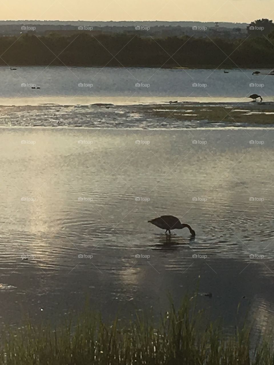 Canada goose silhouetted feeding in shallow marshy bay at dusk