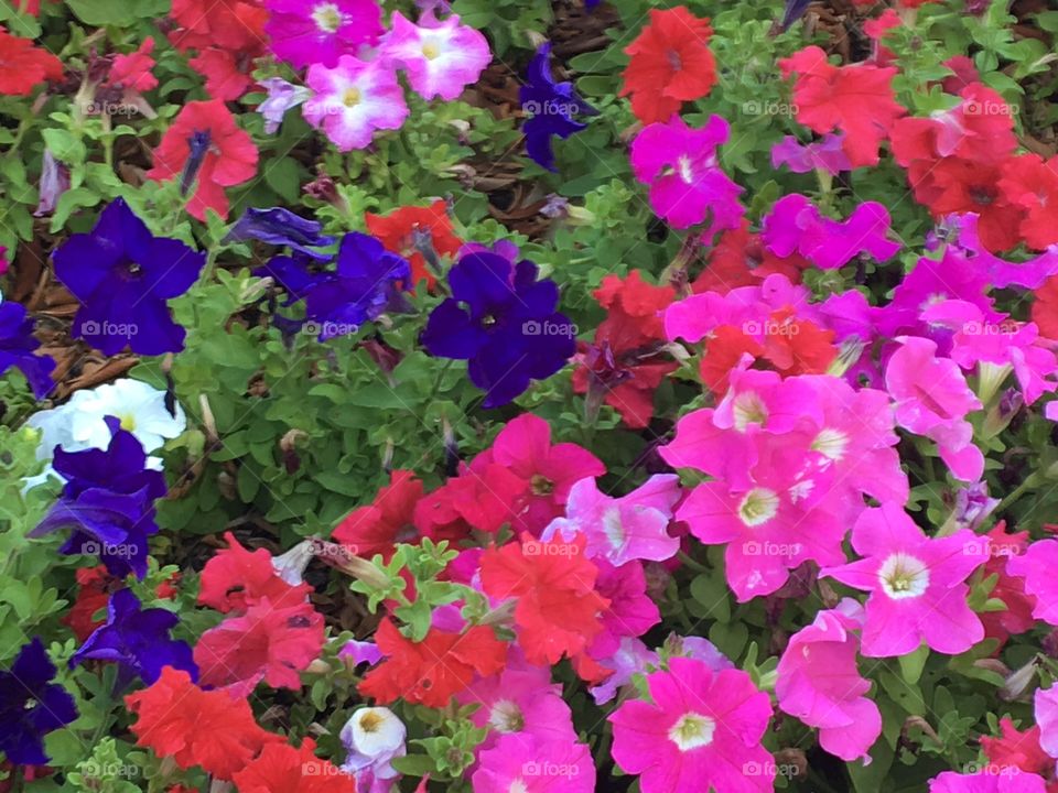 Colourful flowers -pink, red and purple