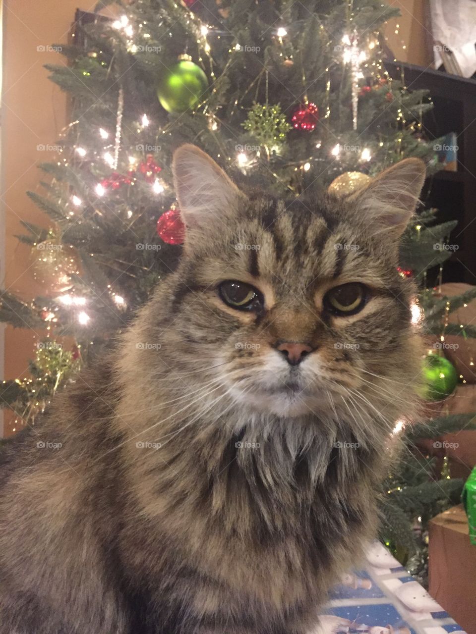 Christmas tree cat