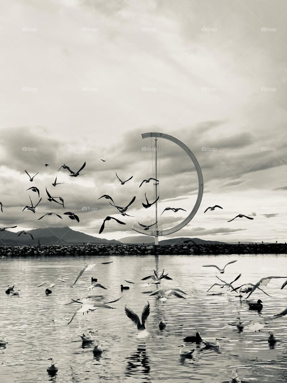 Lake seagulls and other birds flying over Leman lake in Lausanne, Ouchy, Switzerland 